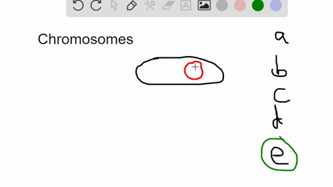 which-of-the-following-statements-about-chromosomes-is-false-prokaryotic-cells-usually-have-a-single-chromosome-eukaryotic-organisms-usually-have-a-species-specific-number-of-chromosomes-the-95883