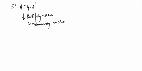 if-you-had-the-dna-sequence-5-atg-3-as-part-of-dna-strand-that-rna-polymerase-reading-what-rna-sequence-and-amino-acid-would-be-made-from-it-choose-all-that-apply-one-rna-sequence-and-one-am-42431