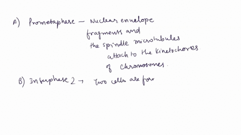 cells-alivel-mitosis-phase-worksheet-match-thc-pichn-dias-tcll-what-happening-non-untcrpnascei-prophascl-promctipjasc-mctplsc_-anaphiscly-tclophasc-sxtokincsisl-ntcrphasc2-12776