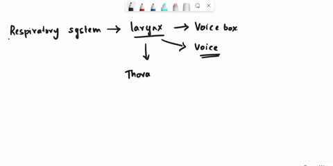the-larynx-contains-________-an-upper-pair-of-avascular-mucosal-folds-called-true-vocal-folds-a-cricoid-cartilage-also-called-the-adams-apple-the-thyroid-cartilage-lateral-cartilage-ridges-c-90422