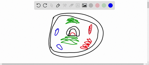 which-structure-makes-proteins-using-instructions-from-the-nucleus-44791