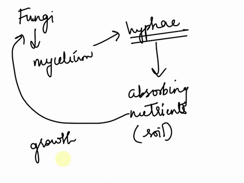 refar-t0-the-image-below-what-structures-are-indicated-within-the-green-boxes-1-how-are-the-structures-above-modified-to-facililate-transporugrowth-in-fungi-1-6-all-fungi-are-heterotrophs-an-96327