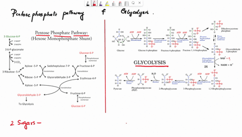 which-2-sugars-from-the-pentose-phosphate-pathway-can-be-used-in-glycolysis-not-including-the-starting-point-glucose-6-phosphate-part2another-sugar-emerges-from-this-process-one-that-is-espe-45257