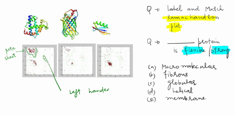 x-pts-ramachandran-plots-are-shown-below-for-each-of-three-proteins_-draw-lines-to-match-the-protein-to-its-ramachandran-plot-also-label-the-three-main-regions-on-the-ramachandran-plot-with-58976