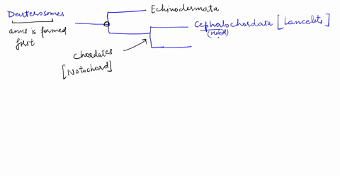 make-a-tree-with-the-major-groups-of-chordates-and-key-homologies-within-the-tree-of-chordates-the-derived-characters-used-to-make-your-tree-include-echinodermata-lancets-urochordata-hagfish-65967