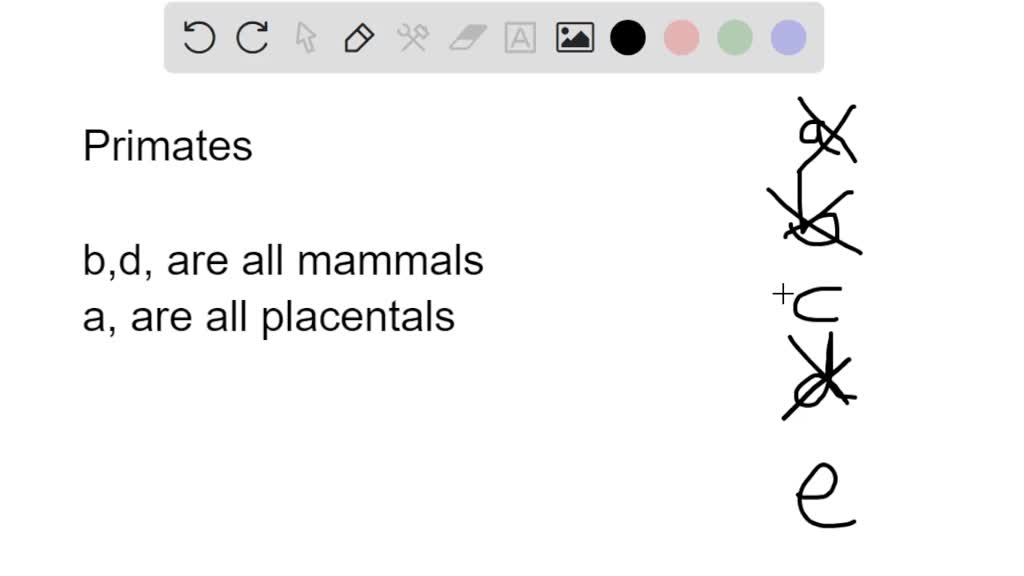 SOLVED: Which of the following features differentiate Haplorhines from ...