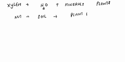 sinks-in-plants-water-and-minerals-are-transported-in-tissue-called-epidermal-cellular-respiration-phloem-water-enters-plant-in-the-the-and-exits-plant-through-stomata-in-vascular-leaves-on-78808
