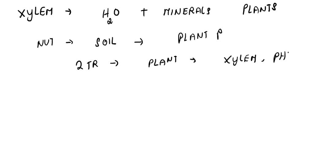 SOLVED sinks In plants, water and minerals are transported in tissue