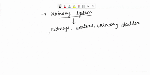 1-identify-the-components-of-the-urinary-system-and-describe-the-functions-that-they-perform-2-describe-the-location-and-structural-features-of-the-kidney-3-describe-the-structures-of-the-ne-31137