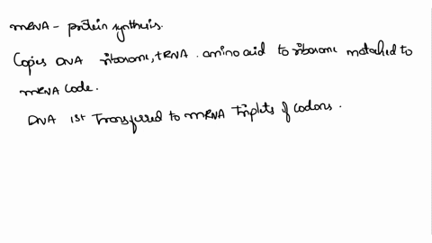 what-does-mrna-do-in-protein-synthesis-what-does-trna-do-mrna-aggressive-always-gets-what-it-wants-trna-more-of-a-caring-personality-mrna-stores-genetic-code-hangs-out-in-the-nucleus-until-d-66257