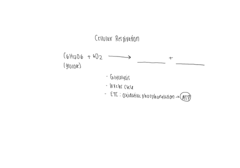 cellular-respiration-is-a-process-involving-the-breakdown-of-glucose-molecules-in-order-to-generate-energy-for-cellular-activites-given-the-general-reactions-below-which-of-the-following-bes-29918