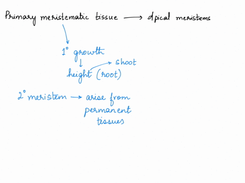 list-the-three-different-primary-meristematic-tissue-produced-by-the-apical-meristems-and-explain-what-each-of-the-tissues-develop-into-05077