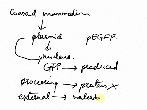 you-have-coaxed-mammalian-tissue-culture-cells-to-take-up-the-plasmid-pegfp-assume-the-plasmid-has-made-its-way-to-the-nucleus-will-gfp-be-produced-in-the-mammalian-cells-why-or-why-not-incl-19628