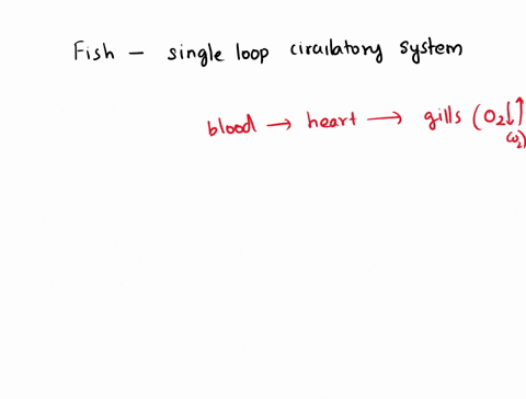 please-tell-one-difference-between-the-circulation-of-fish-and-humans-70746