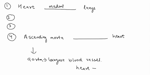 used-since-youmay-stll-be-learning-the-anatomical-terms-for-body-regions4-points-to-the-lungs-1the-heart-is-medial-proximalsuperior-to-the-ankle-2the-knee-is-posterior-and-inferiorpostserioi-77426