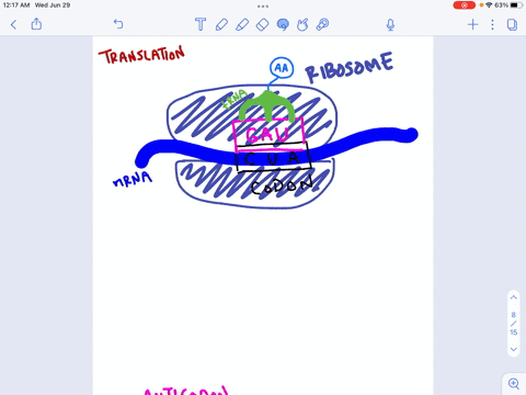 mrna-codon-amino-acid-trna-anticodon-ribosome-01384