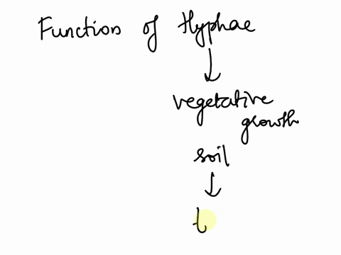 what-is-the-main-function-of-a-funguss-hyphae-32625