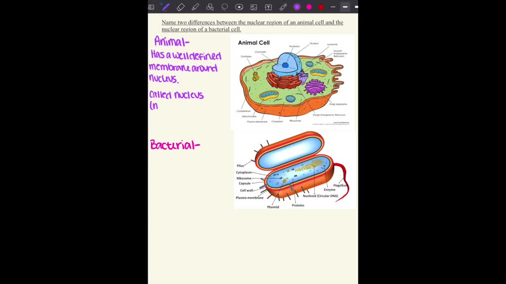 SOLVED: two points of difference between the nuclear region of animal cell  and nuclear region of plant cell