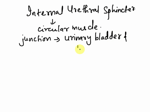the-internal-urethral-sphincter-is-formed-modified-from-____________________________-select-one-a-the-urethra-b-the-detrusor-muscle-c-the-urinary-bladder-submucosa-d-the-urinary-bladder-muco-71133