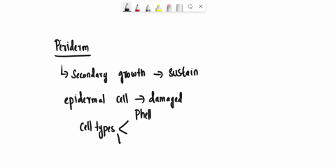 provided-that-sudan-iv-stain-is-used-to-test-for-the-presence-of-lipids-which-components-of-the-periderm-will-yield-a-positive-result-why-is-this-so-82479