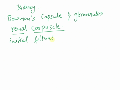 the-bowmans-capsule-and-glomerulus-make-up-thel-irenalpyramid-renal-portal-circulation-renalcortex-renalcorpuscle-78135