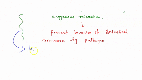 the-bacteria-in-our-large-intestines-probably-provide-us-with-a-some-types-of-vitamins-b-protection-from-colonization-by-pathogens-c-energy-from-breakdown-of-otherwise-indigestible-carbohydr-91756