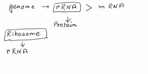 1-why-does-the-genome-contain-so-many-more-genes-for-rrna-than-mrna-2-why-is-it-effective-for-a-bacterial-cell-to-organize-genes-for-related-functions-as-an-operon-how-do-eukaryotes-achieve-97015