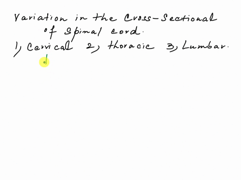 thoracic-cord-discussion-look-at-the-cross-section-of-the-spinal-cord-in-each-region-cervical-thoracic-and-lumbar-what-difference-do-you-see-between-these-three-regions-is-one-of-them-differ-06815