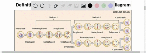 meiosis-is-an-important-source-of-genetic-variation-in-sexually-reproducing-organisms-identify-the-key-events-in-meiosis-that-result-in-segregation-and-independent-assortment-and-how-these-t-32187