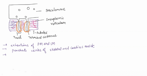 question-17-which-type-of-muscle-has-no-t-tubules-and-little-sarcoplasmic-reticulum-skeletal-muscle-cardiac-muscle-none-of-the-above-smooth-muscle-46312