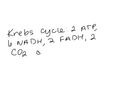 what-are-the-number-and-products-after-the-krebs-cycle-for-each-glucose-molecule-2-atp-6-nadh-2-fadh2-4-carbon-dioxide-32-atp-6-nadh-4-carbon-dioxide-2-atp-2-fadh2-2-nadh-2-carbon-dioxide-2-30627