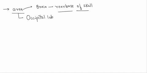 which-area-of-the-brain-is-located-at-the-rear-base-of-the-skull-17247
