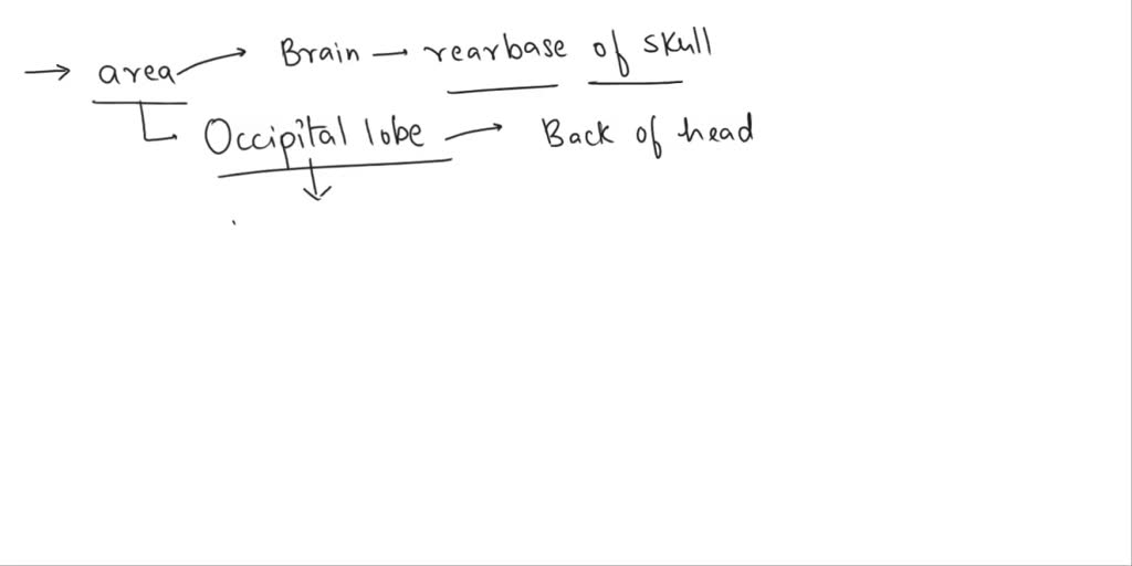 Solved: Examine The Inside Of The Cranium On The Sectioned Skull. What 