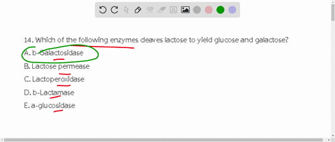 14-which-of-the-following-enzymes-cleaves-lactose-to-yield-glucose-and-galactose-a-b-galactosidase-b-lactose-permease-c-lactoperoxidase-d-b-lactamase-e-a-glucosidase-00003