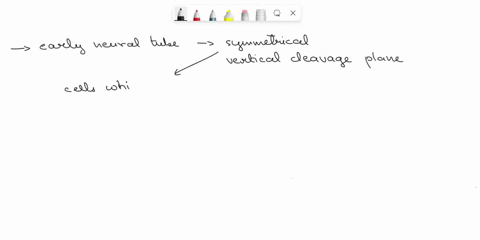 cell-division-in-the-early-neural-tube-is-symmetrical-with-a-vertical-cleavage-plane-explain-why-38845