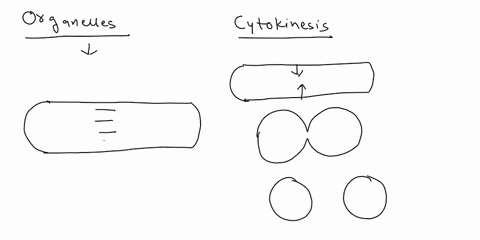 the-organelles-that-responsible-for-point-the-division-of-the-cytoplasm-the-cell-divides-centrioles-golgi-complex-mitochondria-lysosomes-cell-cycle-means-polnt-cytokinesis-cell-division-and-51798