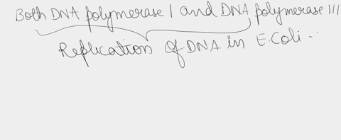 2-dna-polymerase-i-possesses-5-exonuclease-and-3-exonuclease-activities-in-e-coli-whereas-dna-polymerase-iii-possesses-only-3-exonuclease-activity-explain-the-functionality-behind-the-differ-23954