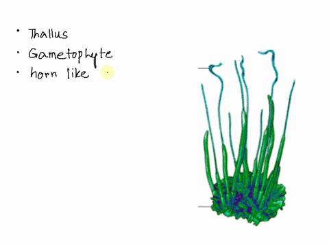 what-is-the-common-name-or-phylum-of-the-organism-shown-03189