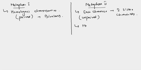 at-the-metaphase-plate-during-metaphase-ii-of-meiosis-there-are-a-chromosomes-consisting-of-one-chro-95852