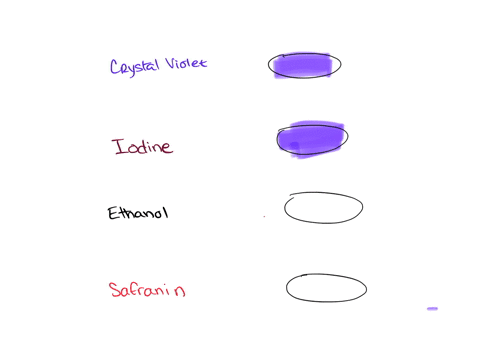 if-you-were-doing-a-gram-stain-on-e-coli-and-you-lost-track-of-time-and-rinsed-with-ethanol-for-two-minutes-while-doing-a-gram-stain-and-you-did-all-of-the-other-steps-correctly-what-would-y-46621