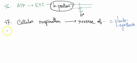 chain-when-which-of-the-following-moves-across-the-inner-46-atp-is-synthesized-in-the-clectron-transport-mitochondrial-membrane-citric-acid-oxygen-nadh-protons-47-cellular-respiration-is-ess-18738