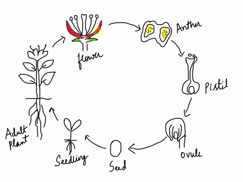 Make a flowchart in reproduction in plants sexual...