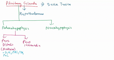 2-in-what-respect-is-the-pitultary-gland-actually-two-glands-how-do-hypothalamic-releasing-and-inhibiling-hormones-inlluence-secretions-of-ihe-anterior-pituitary-whal-i5-the-functional-impor-99109