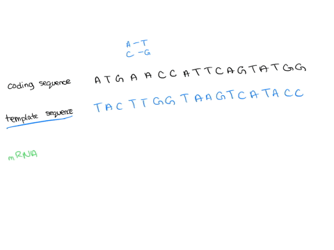 help-please-also-can-you-explain-if-you-can-instructions-for-this-assignment-you-will-replicate-dna-to-make-a-complimentary-strand-of-dna-then-transcribe-the-complimentary-dna-sequence-into-49162