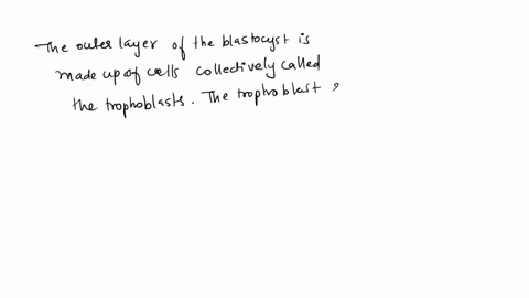 the-outer-layer-of-the-blastocyst-which-attaches-to-the-uterine-wall-is-the-a-yolk-sac-b-trophoblast-c-amnion-d-inner-cell-mass-61687