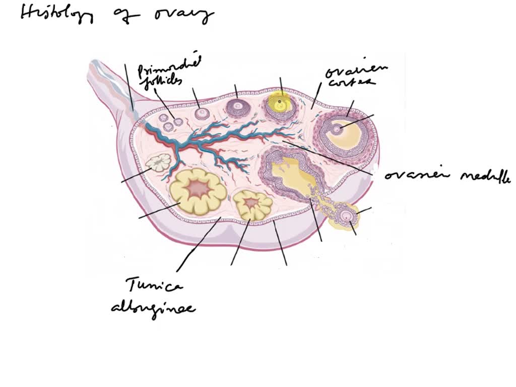 a Schematic diagram of mammalian ovary showing follicles at different... |  Download Scientific Diagram