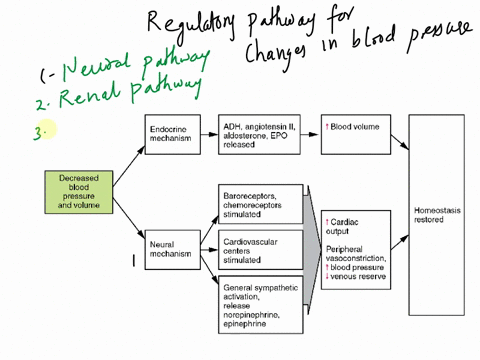 what-are-the-three-major-systemic-regulatory-pathways-for-changes-in-blood-pressure-how-are-each-used-to-regulate-blood-pressure-81332