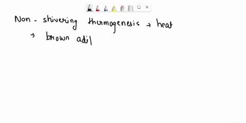 question-9-not-yet-answered-how-does-non-shivering-thermogenesis-contribute-to-thermoregulation-select-one-a-it-increases-heat-production-by-speeding-up-the-rate-of-blood-flow-throughout-the-80143