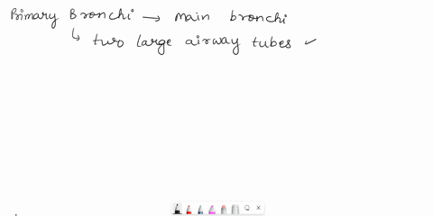 6what-structure-is-the-arrow-pointing-to2-pts-atrachea-bcarina-secondary-bronchi-d-primary-bronchi-91335