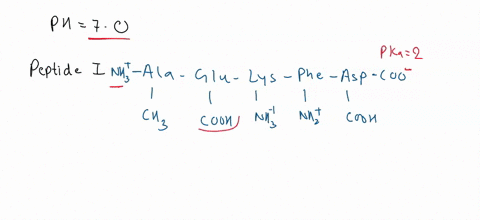 1-a-calculate-the-net-charges-the-following-peptides-at-ph-70-show-steps-show-individual-charges-on-amino-acids-to-explain-how-you-arrived-at-the-net-charge-for-each-of-the-peptide-points-pe-29054